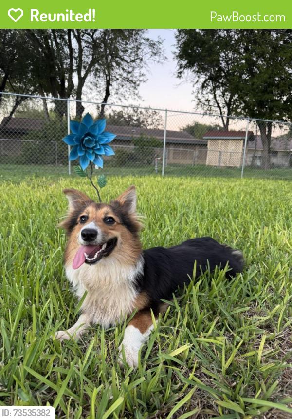 Reunited Unknown Dog last seen Pamela Dr, Mission, TX 78572