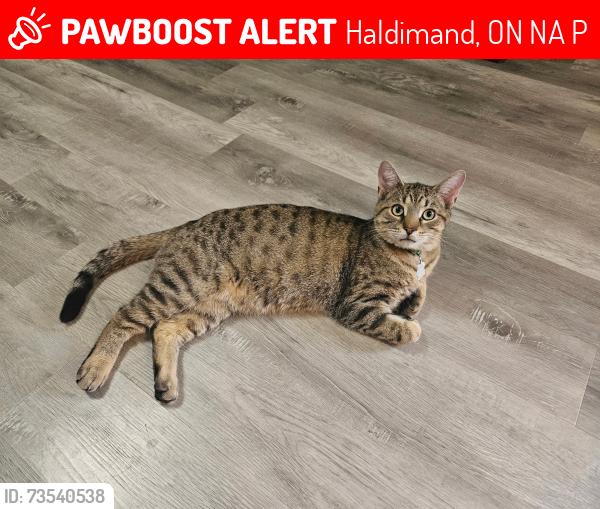 Lost Male Cat last seen 9th street and Blue Water Parkway, Haldimand, ON N0A 1P0