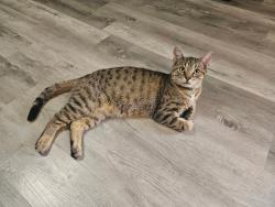 Lost Male Cat last seen 9th street and Blue Water Parkway, Haldimand, ON N0A 1P0