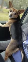 Reunited Female Dog last seen Kingwood Oakhurst on Kenswick Park Dr., Porter, TX 77365