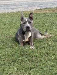 Lost Female Dog last seen Nash rd, Chesterfield County, VA 23838