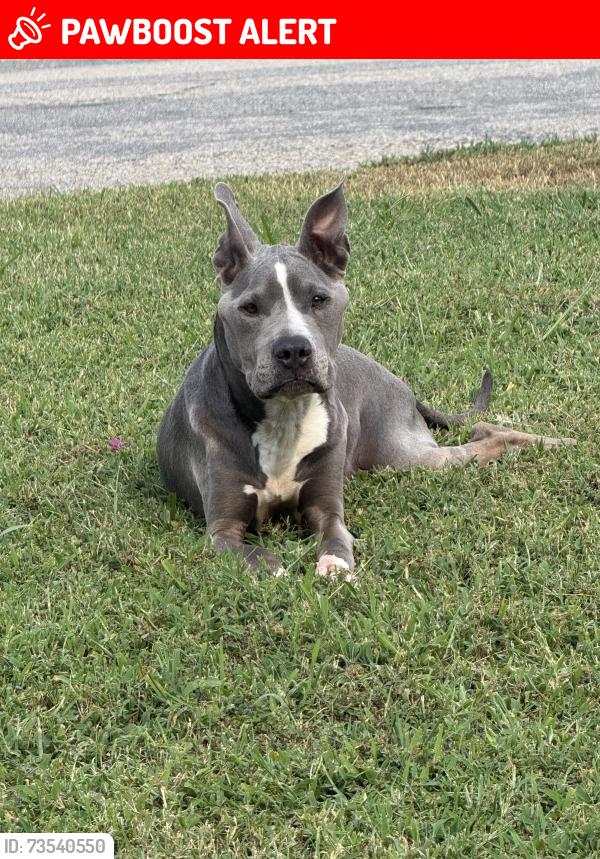 Lost Female Dog last seen Nash rd, Chesterfield County, VA 23838