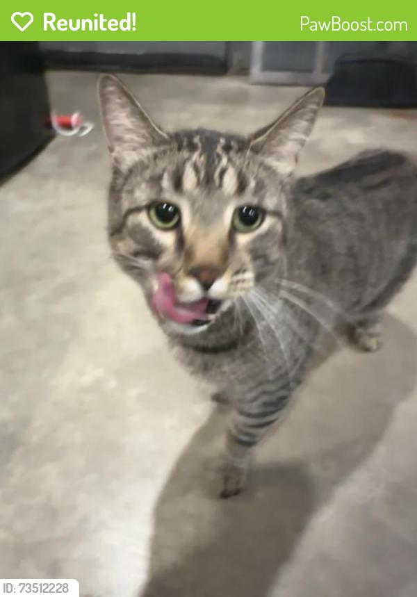 Reunited Male Cat last seen Centerstone Court, Centerstone way, Star Stables, Indianapolis, IN 46259