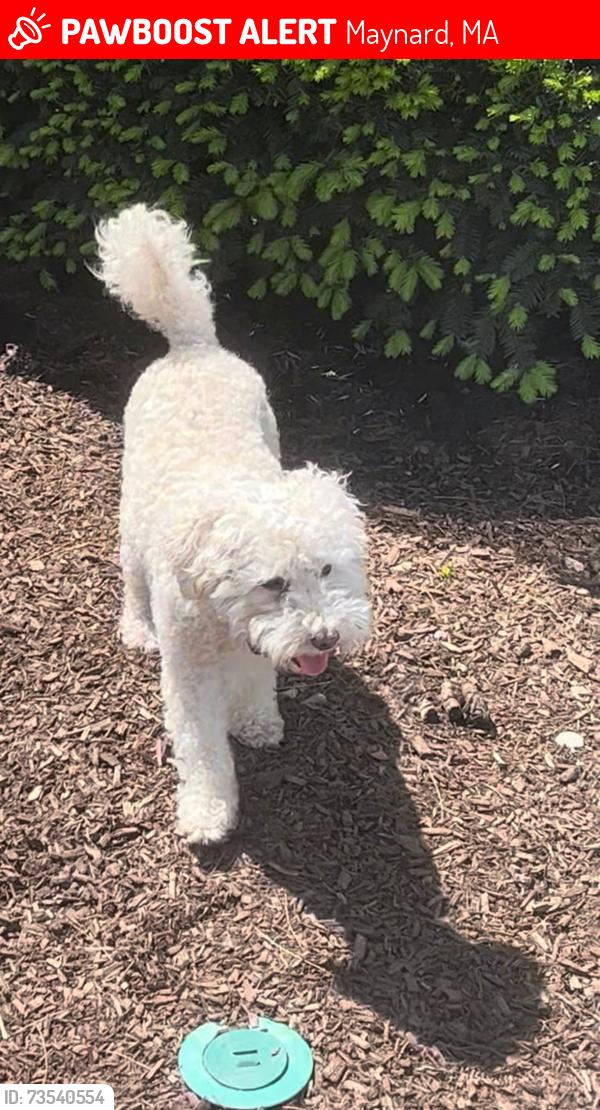 Lost Male Dog last seen 3rd. Street in Maynard, Maynard, MA 01754