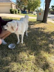 Found/Stray Female Dog last seen 2499/Robinson Rd, Denton, TX 76210