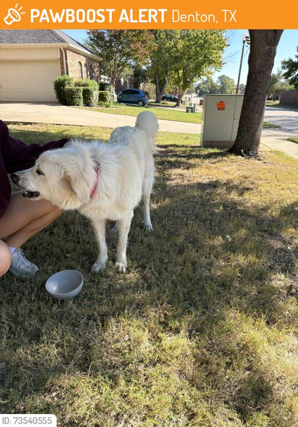 Found/Stray Female Dog last seen 2499/Robinson Rd, Denton, TX 76210
