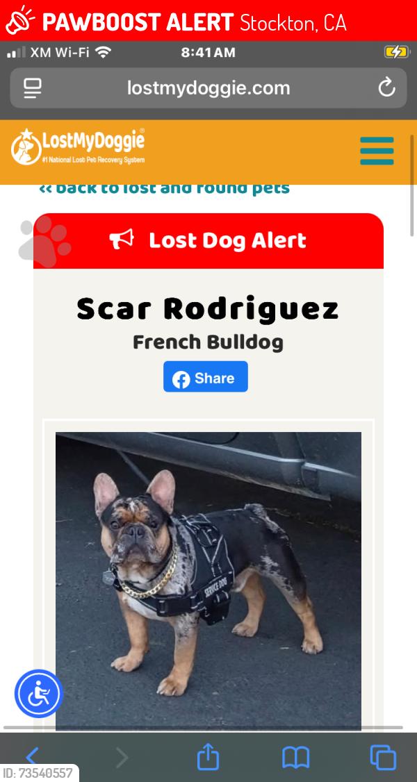 Lost Male Dog last seen Carls Jr charter way Stockton, Stockton, CA 95206