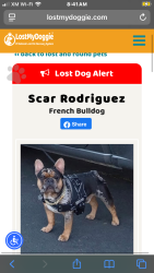 Lost Male Dog last seen Carls Jr charter way Stockton, Stockton, CA 95206