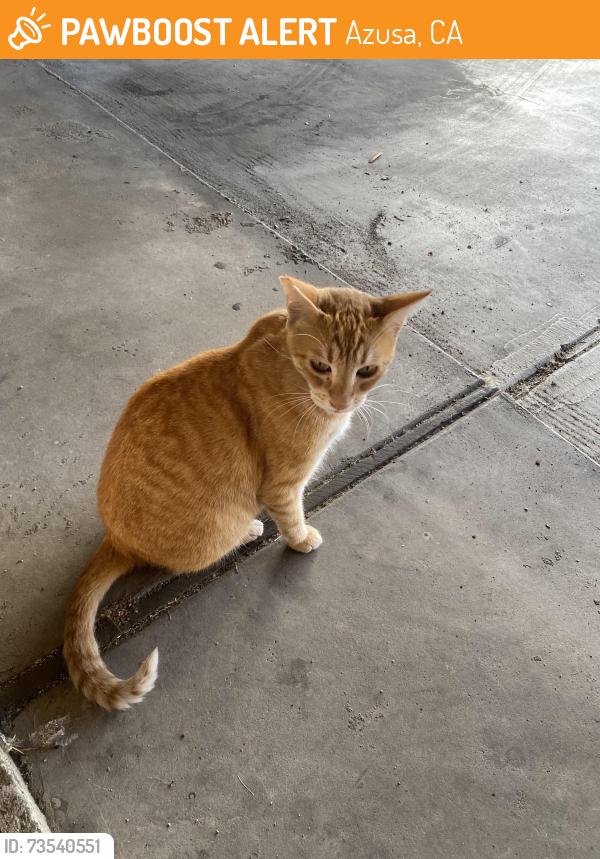 Found/Stray Unknown Cat last seen Bowers apmts, Azusa, CA 91702
