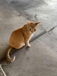 Found/Stray Unknown Cat last seen Bowers apmts, Azusa, CA 91702