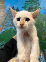 Shelter Stray Male Cat last seen Bexar County, 3353 Morningside Dr, New Braunfels, TX 78132, USA