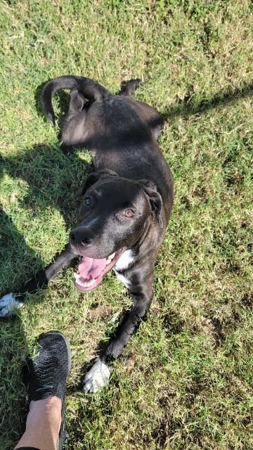 Shelter Stray Male Dog last seen Bexar County, 3353 Morningside Dr, New Braunfels, TX 78132, USA