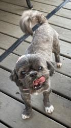 Reunited Female Dog last seen Hurstview and Cimarron, Hurst, TX 76054