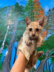 Shelter Stray Male Cat last seen Bexar County, 3353 Morningside Dr, New Braunfels, TX 78132, USA