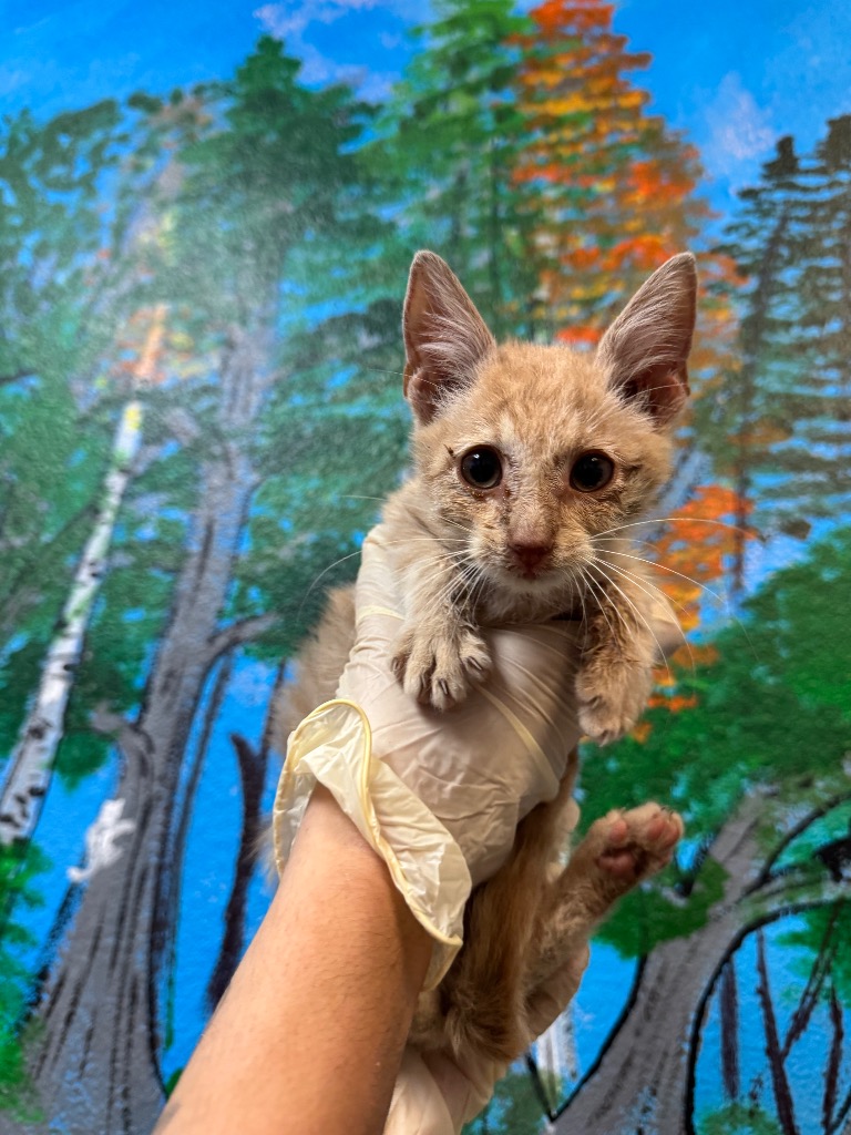 Shelter Stray Male Cat last seen Bexar County, 3353 Morningside Dr, New Braunfels, TX 78132, USA