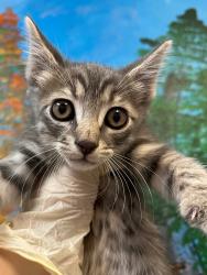Shelter Stray Male Cat last seen Bexar County, 3353 Morningside Dr, New Braunfels, TX 78132, USA