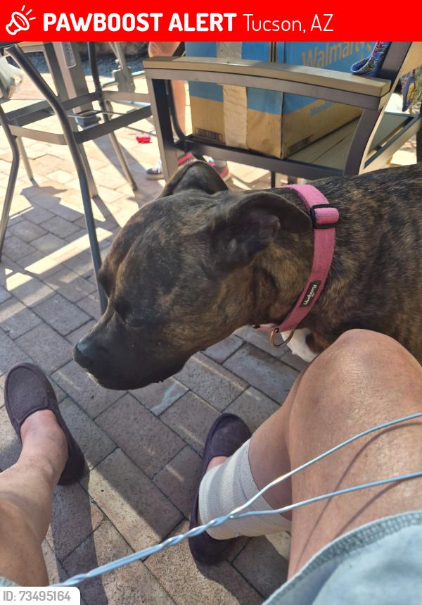 Lost Female Dog last seen Speedway and alvernon, Tucson, AZ 85716