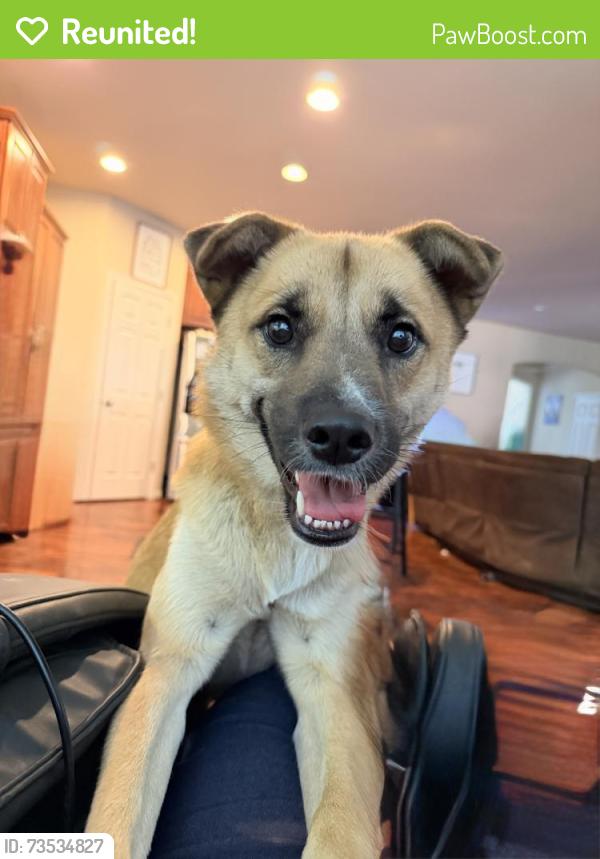 Reunited Female Dog last seen 114th Ave E and 144th, Puyallup, WA 98374