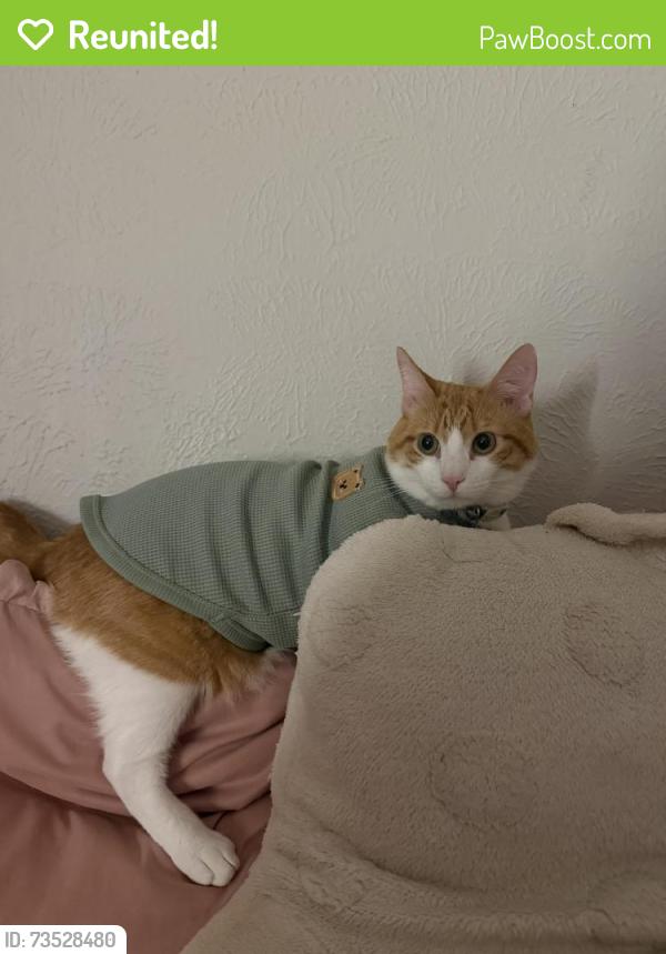 Reunited Male Cat last seen A nursing home across the street, Terrell, TX 75160