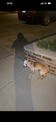 Found/Stray Male Dog last seen 23rd and laurel 85029, Phoenix, AZ 85023