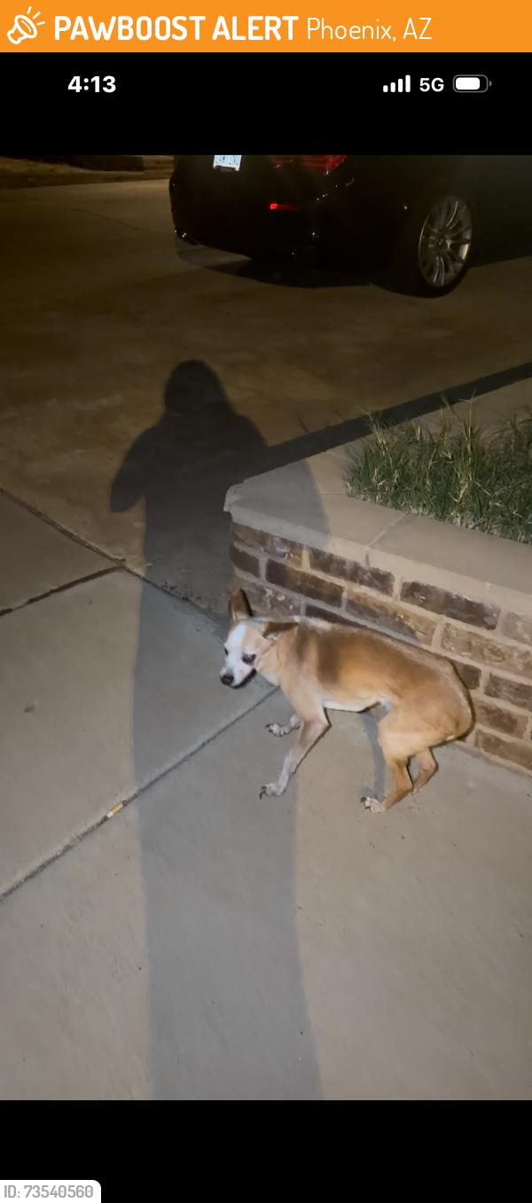 Found/Stray Male Dog last seen 23rd and laurel 85029, Phoenix, AZ 85023