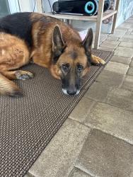 Found/Stray Male Dog last seen Sw 5 th st, Plantation, FL 33317