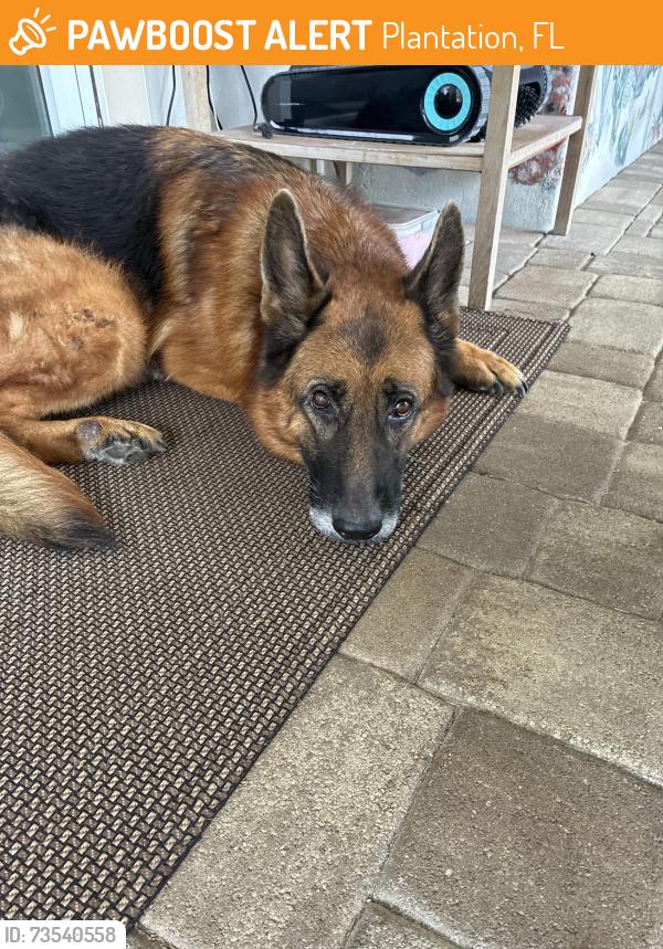 Found/Stray Male Dog last seen Sw 5 th st, Plantation, FL 33317