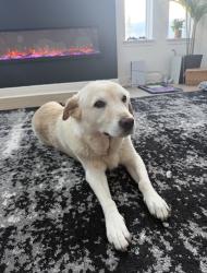 Reunited Male Dog last seen Near ballast drive, Orlando, FL 32827