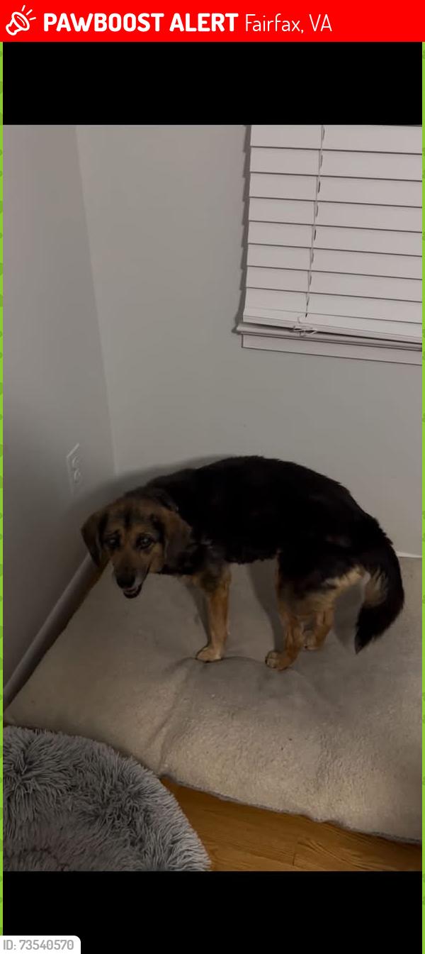 Lost Female Dog last seen Near Prestwick Dr, Fairfax, VA 22030