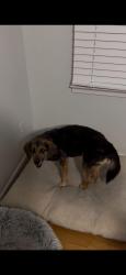 Lost Female Dog last seen Near Prestwick Dr, Fairfax, VA 22030