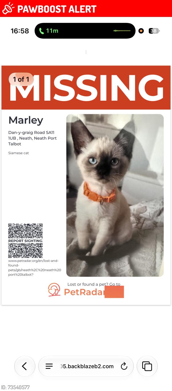 Lost Male Cat last seen Neath, Neath Port Talbot, Wales SA11 1UB