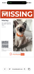 Lost Male Cat last seen Neath, Neath Port Talbot, Wales SA11 1UB