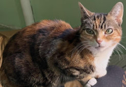 Lost Female Cat last seen Near Dales ave., Jersey City, NJ 07306