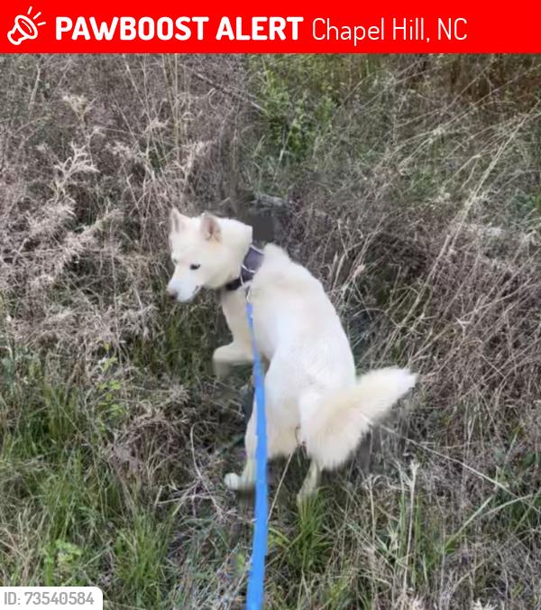 Lost Female Dog last seen Near the Hispanic Church, Chapel Hill, NC 27516