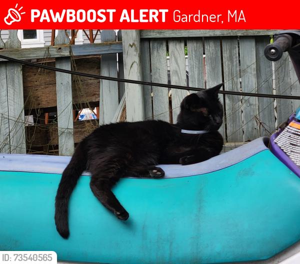 Lost Male Cat last seen Prospect st and Charles sr., Gardner, MA 01440