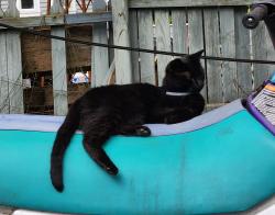 Lost Male Cat last seen Prospect st and Charles sr., Gardner, MA 01440