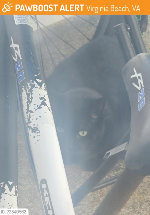 Found/Stray Unknown Cat last seen Level green, Virginia Beach, VA 23464