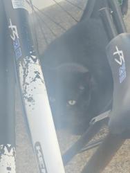 Found/Stray Unknown Cat last seen Level green, Virginia Beach, VA 23464
