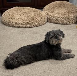 Reunited Male Dog last seen Washington Street and Hazel Street, Bentleyville, PA 15314