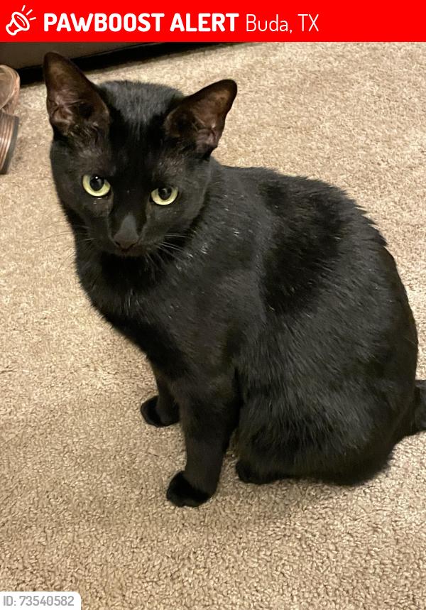 Lost Female Cat last seen Plum creek, Buda, TX 78610