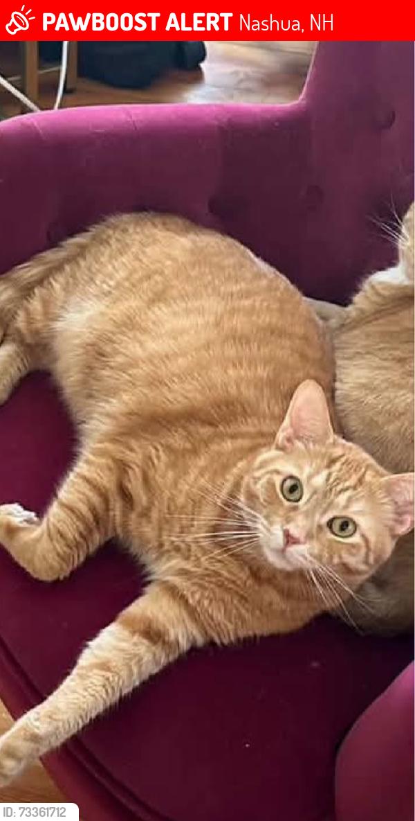 Lost Male Cat last seen Lock st, Nashua, NH 03064