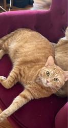 Lost Male Cat last seen Lock st, Nashua, NH 03064