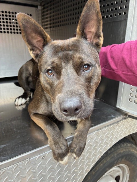 Shelter Stray Male Dog last seen 27TH AVE AND JEFFERSON ST, 2500 S 27th Ave, Phoenix, AZ 85009, USA