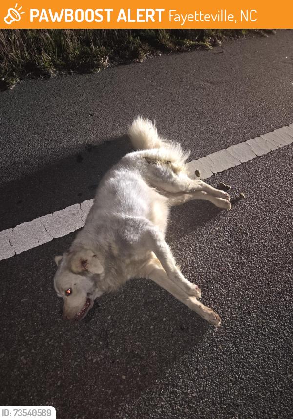 Found/Stray Female Dog last seen Near on ramp, Fayetteville, NC 28304