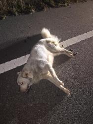 Found/Stray Female Dog last seen Near on ramp, Fayetteville, NC 28304