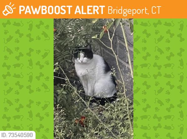 Found/Stray Unknown Cat last seen Near Center street, Bridgeport, CT 06604