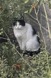 Found/Stray Unknown Cat last seen Near Center street, Bridgeport, CT 06604