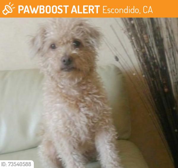 Found/Stray Male Dog last seen E Washington AveEscondido, Escondido, CA 92025