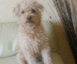 Found/Stray Male Dog last seen E Washington AveEscondido, Escondido, CA 92025