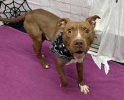 Shelter Stray Male Dog last seen Near BLOCK KING RICHARD ST, DETROIT, MI 48224, 1431 E Ferry St, Detroit, MI 48211, USA